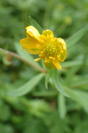 Ranunculus ripuaricus \ Ripuarier-Gold-Hahnenfu / Ripuarian Goldilocks, D Bonn Petersberg 23.4.2017