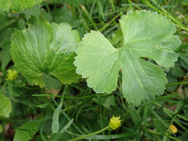 Ranunculus ripuaricus \ Ripuarier-Gold-Hahnenfu / Ripuarian Goldilocks, D Bonn Petersberg 23.4.2017