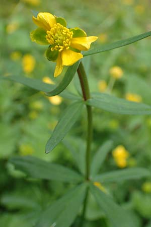 Ranunculus ripuaricus \ Ripuarier-Gold-Hahnenfu / Ripuarian Goldilocks, D Bonn Petersberg 23.4.2017