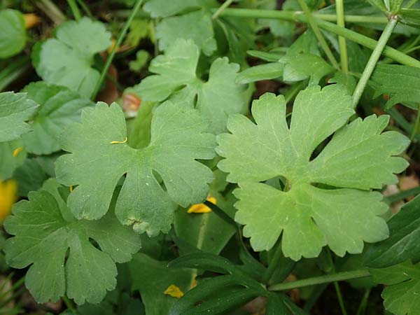 Ranunculus ripuaricus \ Ripuarier-Gold-Hahnenfu / Ripuarian Goldilocks, D Bonn Petersberg 23.4.2017