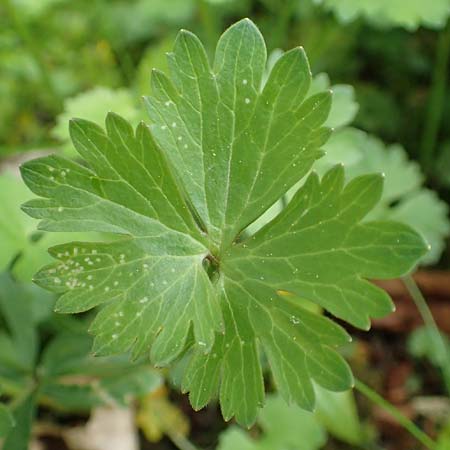 Ranunculus ripuaricus \ Ripuarier-Gold-Hahnenfu / Ripuarian Goldilocks, D Bonn Petersberg 23.4.2017