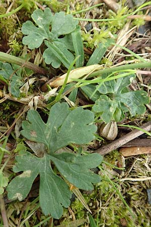 Ranunculus ripuaricus \ Ripuarier-Gold-Hahnenfu / Ripuarian Goldilocks, D Bonn Petersberg 23.4.2017