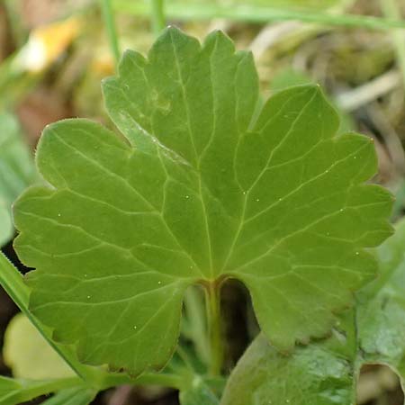 Ranunculus ripuaricus \ Ripuarier-Gold-Hahnenfu / Ripuarian Goldilocks, D Bonn Petersberg 23.4.2017