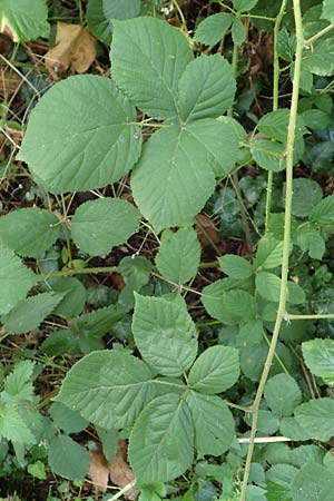 Rubus rotundifoliatus \ Rundblttrige Haselblatt-Brombeere / Round-Leaved Bramble, D Karlsruhe 18.8.2019
