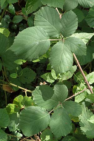 Rubus rotundifoliatus \ Rundblttrige Haselblatt-Brombeere / Round-Leaved Bramble, D Karlsruhe 18.8.2019