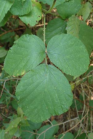 Rubus rotundifoliatus \ Rundblttrige Haselblatt-Brombeere / Round-Leaved Bramble, D Karlsruhe 18.8.2019