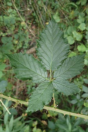 Rubus godronii \ Godrons Brombeere / Godron's Bramble, D Eggenstein-Leopoldshafen 18.8.2019
