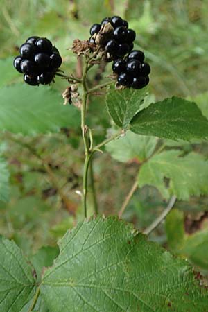 Rubus godronii \ Godrons Brombeere / Godron's Bramble, D Eggenstein-Leopoldshafen 18.8.2019