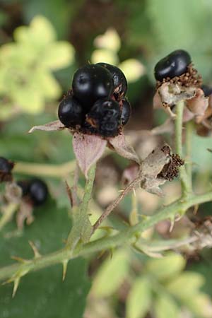 Rubus rhombicus \ Rhombische Haselblatt-Brombeere / Rhombic Bramble, D Karlsruhe-Grötzingen 20.8.2019