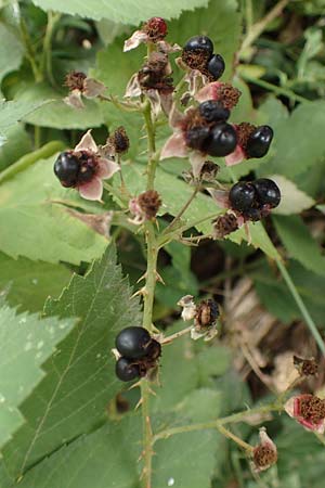 Rubus rhombicus \ Rhombische Haselblatt-Brombeere / Rhombic Bramble, D Karlsruhe-Grötzingen 20.8.2019