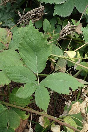 Rubus rhombicus \ Rhombische Haselblatt-Brombeere / Rhombic Bramble, D Karlsruhe-Grötzingen 20.8.2019