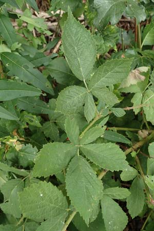 Rubus rhombicus \ Rhombische Haselblatt-Brombeere / Rhombic Bramble, D Karlsruhe-Grötzingen 20.8.2019