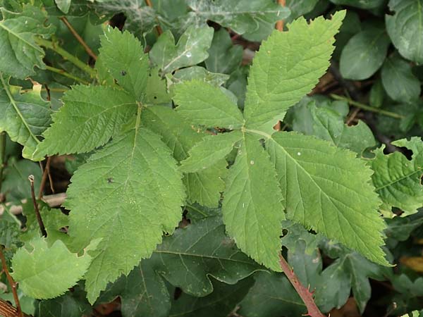 Rubus rhombicus \ Rhombische Haselblatt-Brombeere / Rhombic Bramble, D Karlsruhe-Grötzingen 20.8.2019