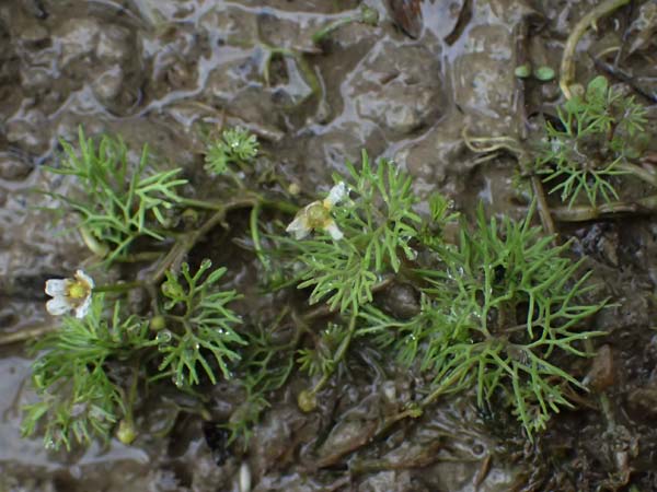 Ranunculus rionii \ Rions Wasser-Hahnenfu / Rion's Water Crowfoot, D Landkreis Karlsruhe, Oberhausen-Rheinhausen 25.7.2025