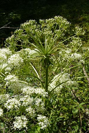 Pleurospermum austriacum \ sterreichischer Rippensame / Austrian Pleurospermum, D Beuron 11.7.2015