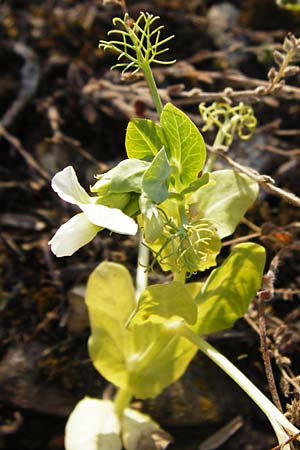 Lathyrus oleraceus var. oleraceus \ Garten-Erbse, D Mannheim 13.5.2015