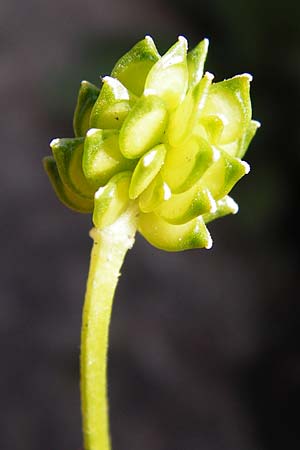 Ranunculus sardous \ Sardischer Hahnenfu, Rauher Hahnenfu / Hairy Buttercup, D Bad Münster am Stein - Niederhausen 6.6.2015