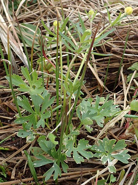 Ranunculus schumacheri \ Schumachers Gold-Hahnenfu / Schumacher's Goldilocks, D Eifel, Blankenheim 22.4.2017