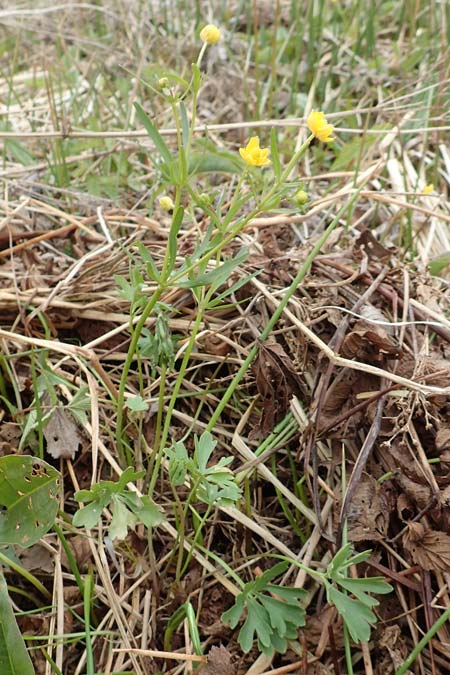 Ranunculus schumacheri \ Schumachers Gold-Hahnenfu / Schumacher's Goldilocks, D Eifel, Blankenheim 22.4.2017