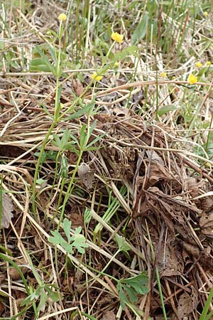 Ranunculus schumacheri \ Schumachers Gold-Hahnenfu / Schumacher's Goldilocks, D Eifel, Blankenheim 22.4.2017