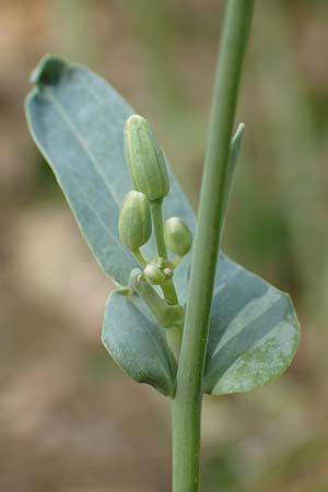 Brassica napus \ Raps / Oilseed Rape, Rapeseed, D Lützelbach 24.6.2017