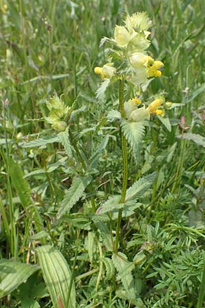 Rhinanthus serotinus \ Groer Klappertopf / Narrow-Leaved Yellow-Rattle, D Dietzenbach 19.5.2019