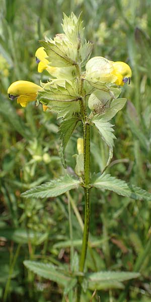 Rhinanthus serotinus \ Groer Klappertopf / Narrow-Leaved Yellow-Rattle, D Dietzenbach 19.5.2019