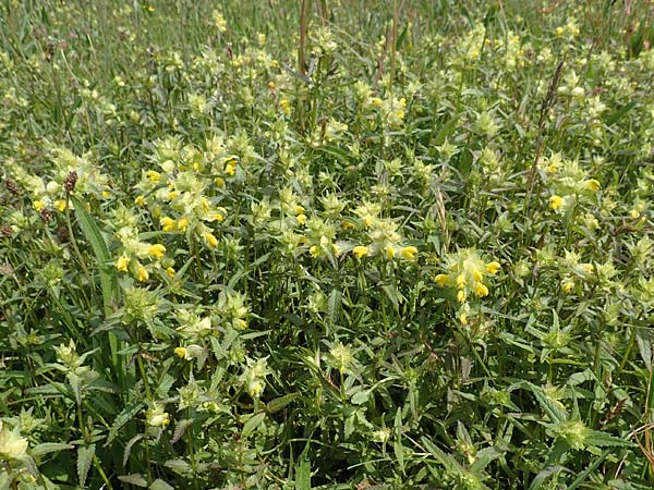 Rhinanthus serotinus \ Groer Klappertopf / Narrow-Leaved Yellow-Rattle, D Dietzenbach 19.5.2019