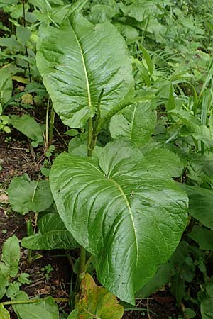 Rumex obtusifolius subsp. sylvestris \ stlicher Stumpfblatt-Ampfer / Eastern Broad-Leaved Dock, D Walldürn 30.5.2019