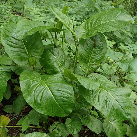 Rumex obtusifolius subsp. sylvestris \ stlicher Stumpfblatt-Ampfer / Eastern Broad-Leaved Dock, D Walldürn 30.5.2019