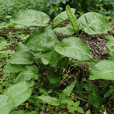 Rumex obtusifolius subsp. sylvestris \ stlicher Stumpfblatt-Ampfer / Eastern Broad-Leaved Dock, D Walldürn 30.5.2019