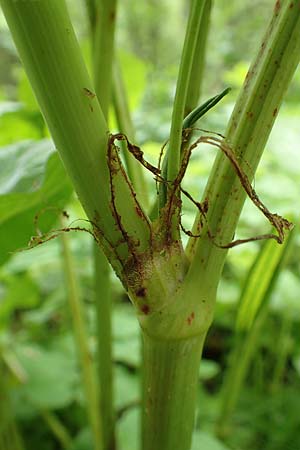 Rumex obtusifolius subsp. sylvestris \ stlicher Stumpfblatt-Ampfer / Eastern Broad-Leaved Dock, D Walldürn 30.5.2019