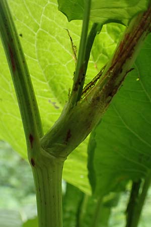 Rumex obtusifolius subsp. sylvestris \ stlicher Stumpfblatt-Ampfer / Eastern Broad-Leaved Dock, D Walldürn 30.5.2019
