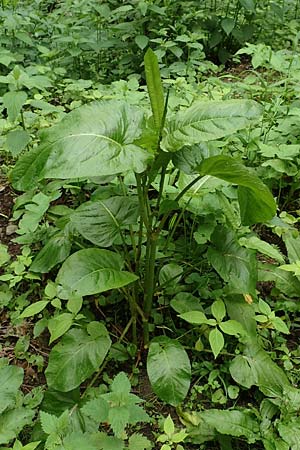Rumex obtusifolius subsp. sylvestris \ stlicher Stumpfblatt-Ampfer / Eastern Broad-Leaved Dock, D Walldürn 30.5.2019