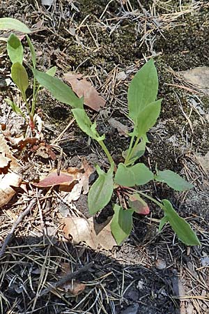 Rumex scutatus \ Schild-Ampfer / French Sorrel, D Neustadt an der Weinstraße 2.6.2019
