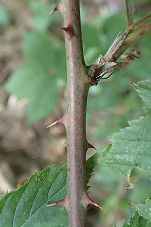 Rubus sprengelii \ Sprengels Brombeere / Sprengel's Bramble, D Trendelburg-Wülmersen 28.7.2019