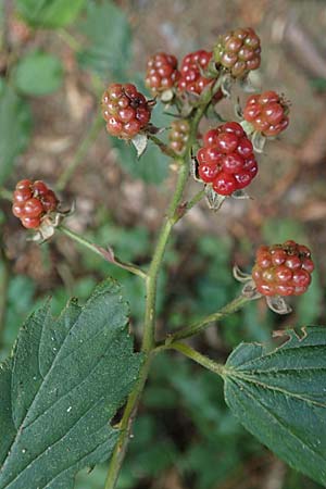 Rubus sprengelii \ Sprengels Brombeere / Sprengel's Bramble, D Trendelburg-Wülmersen 28.7.2019