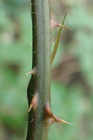 Rubus sprengelii \ Sprengels Brombeere / Sprengel's Bramble, D Trendelburg-Wülmersen 28.7.2019