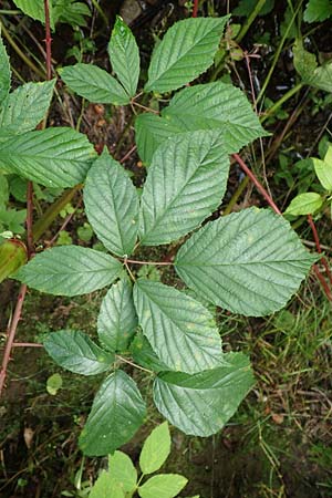 Rubus schlechtendalii \ Schlechtendals Brombeere / Schlechtendal's Bramble, D Trendelburg 28.7.2019