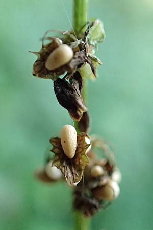 Rumex obtusifolius subsp. sylvestris \ stlicher Stumpfblatt-Ampfer / Eastern Broad-Leaved Dock, D Walldürn 30.7.2019