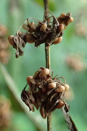 Rumex obtusifolius subsp. sylvestris \ stlicher Stumpfblatt-Ampfer / Eastern Broad-Leaved Dock, D Walldürn 30.7.2019