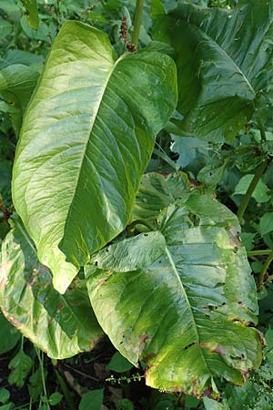 Rumex obtusifolius subsp. sylvestris \ stlicher Stumpfblatt-Ampfer / Eastern Broad-Leaved Dock, D Walldürn 30.7.2019