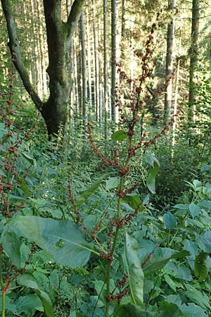 Rumex obtusifolius subsp. sylvestris \ stlicher Stumpfblatt-Ampfer / Eastern Broad-Leaved Dock, D Walldürn 30.7.2019