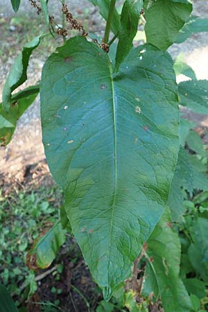Rumex obtusifolius subsp. sylvestris \ stlicher Stumpfblatt-Ampfer / Eastern Broad-Leaved Dock, D Walldürn 30.7.2019
