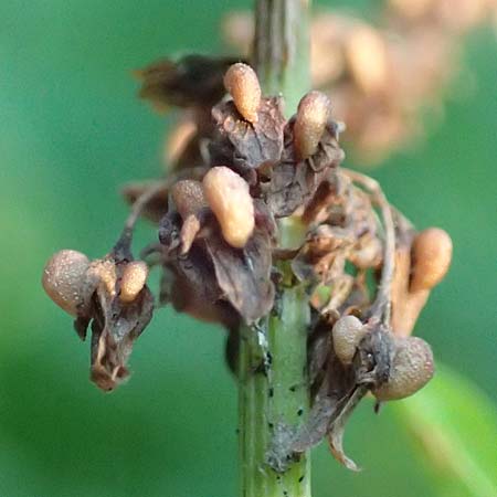 Rumex obtusifolius subsp. sylvestris \ stlicher Stumpfblatt-Ampfer / Eastern Broad-Leaved Dock, D Walldürn 30.7.2019