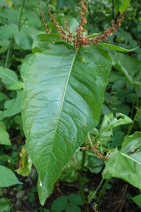 Rumex obtusifolius subsp. sylvestris \ stlicher Stumpfblatt-Ampfer / Eastern Broad-Leaved Dock, D Walldürn 30.7.2019