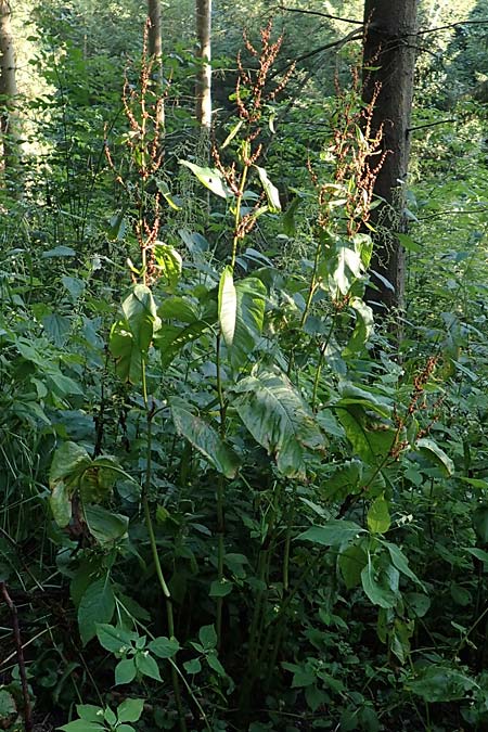 Rumex obtusifolius subsp. sylvestris \ stlicher Stumpfblatt-Ampfer / Eastern Broad-Leaved Dock, D Walldürn 30.7.2019