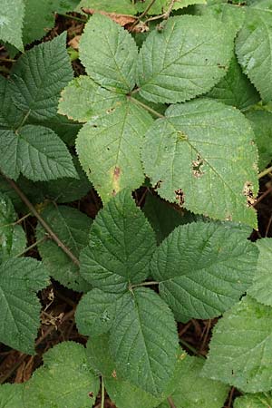 Rubus elegans ? \ Vielschwnzige Brombeere, D Rheinstetten-Silberstreifen 14.8.2019