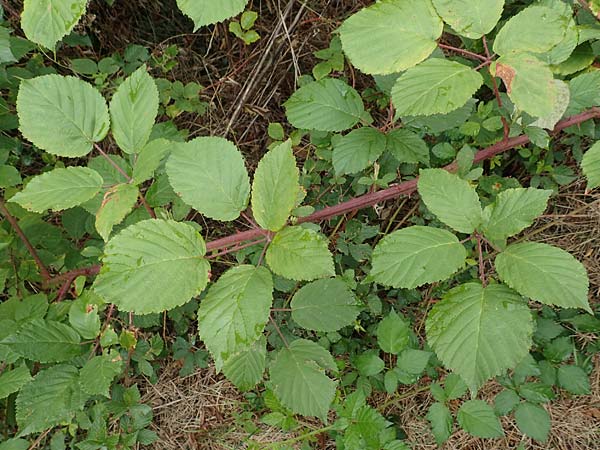Rubus canaliculatus \ Rinnige Brombeere / Grooved Bramble, D Rheinstetten-Silberstreifen 14.8.2019