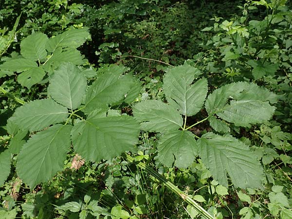 Rubus sulcatus \ Gefurchte Brombeere / Furrowed Bramble, D Steinau an der Straße-Seidenroth 20.6.2020